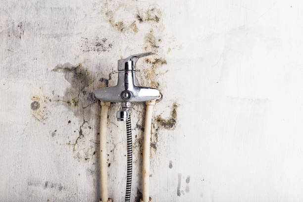 Best Mold Remediation for Specific Building Types in Harbor Springs, MI
