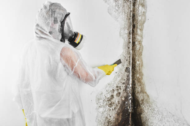 Best Post-Flood Mold Remediation in Harbor Springs, MI