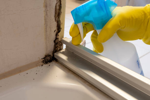 Best Black Mold Remediation in Harbor Springs, MI