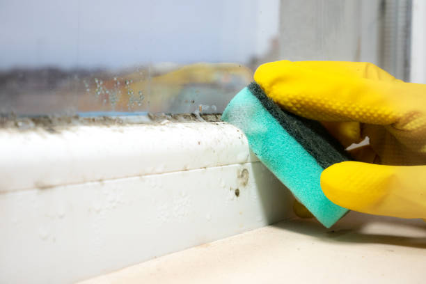 Best Post-Flood Mold Remediation in Harbor Springs, MI