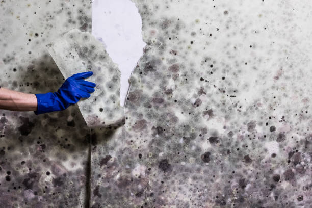 Best DIY Mold Remediation Support Services in Harbor Springs, MI