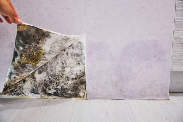 Best Insurance-Related Mold Remediation in Harbor Springs, MI